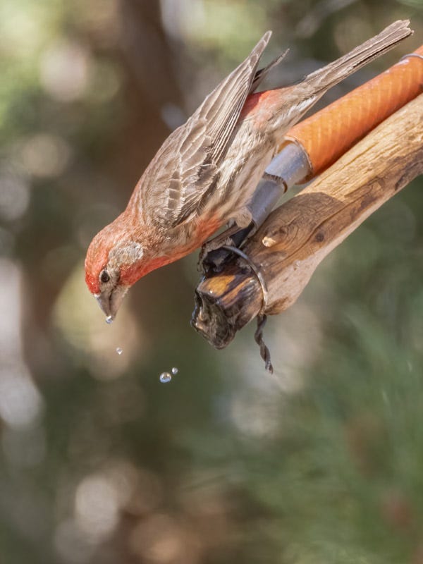 20250430-Chiricahuas-1184-Edit.jpg 20250430-Chiricahuas-1184-Edit.jpg