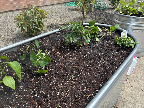 Some photos of my garden taken a few days ago: tomato plants, jalapeño plant, and nasturtiums