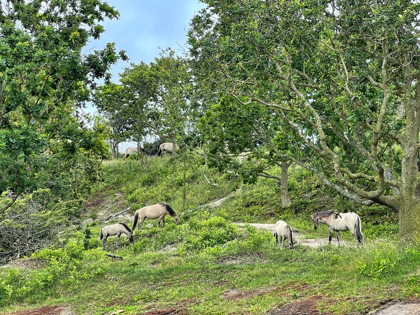 photo by Alexander Verbeek: Konik horses in Oranjezon Zeeland (Konik paarden)