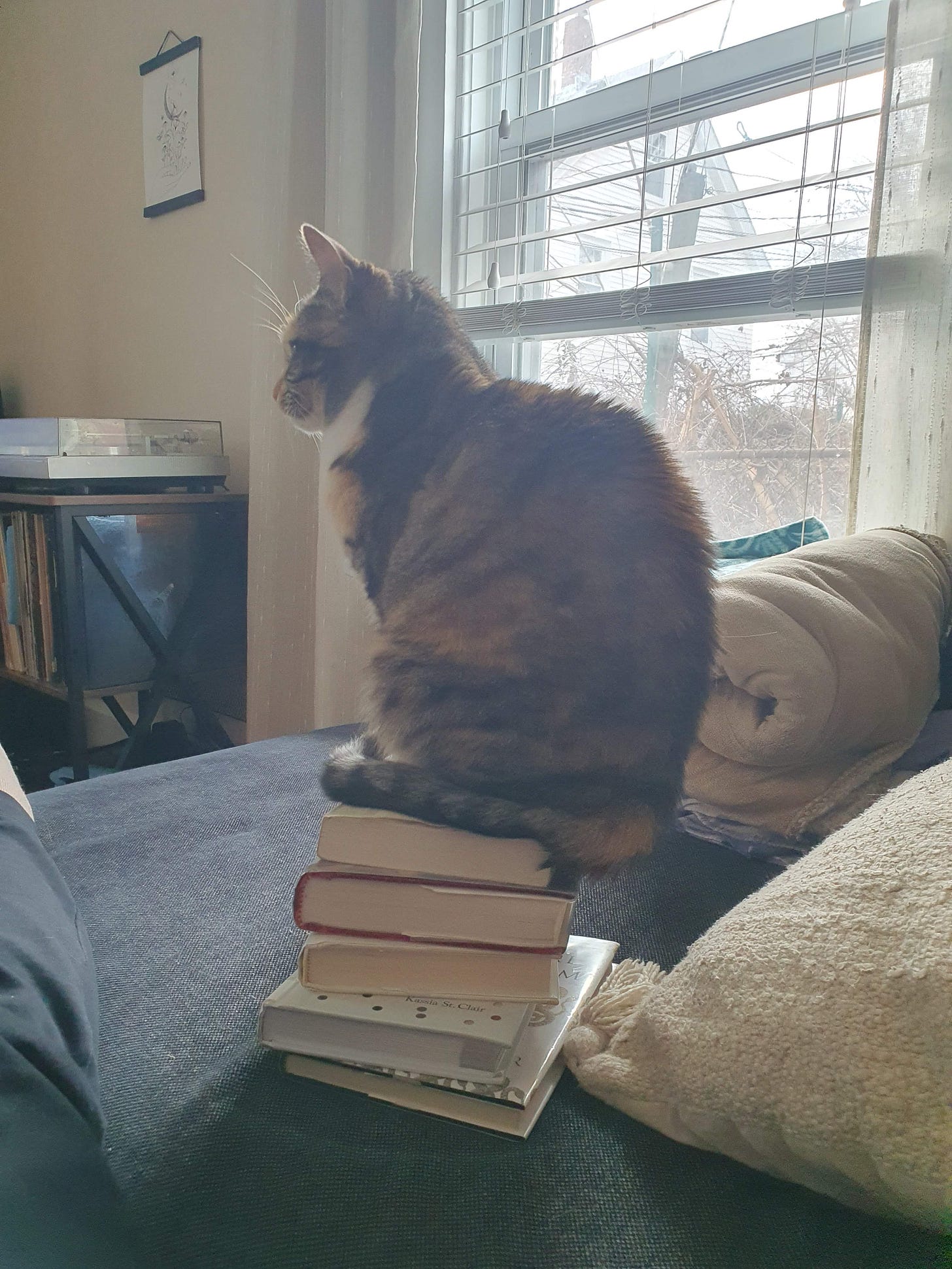 My cat, Trixie, sitting on top of a stack of five books.