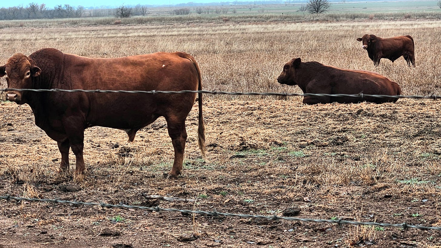 Big Mike in winter pasture + 19 bulls