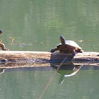 Green Wednesday: Watershed Wisdom and Garden Renewal