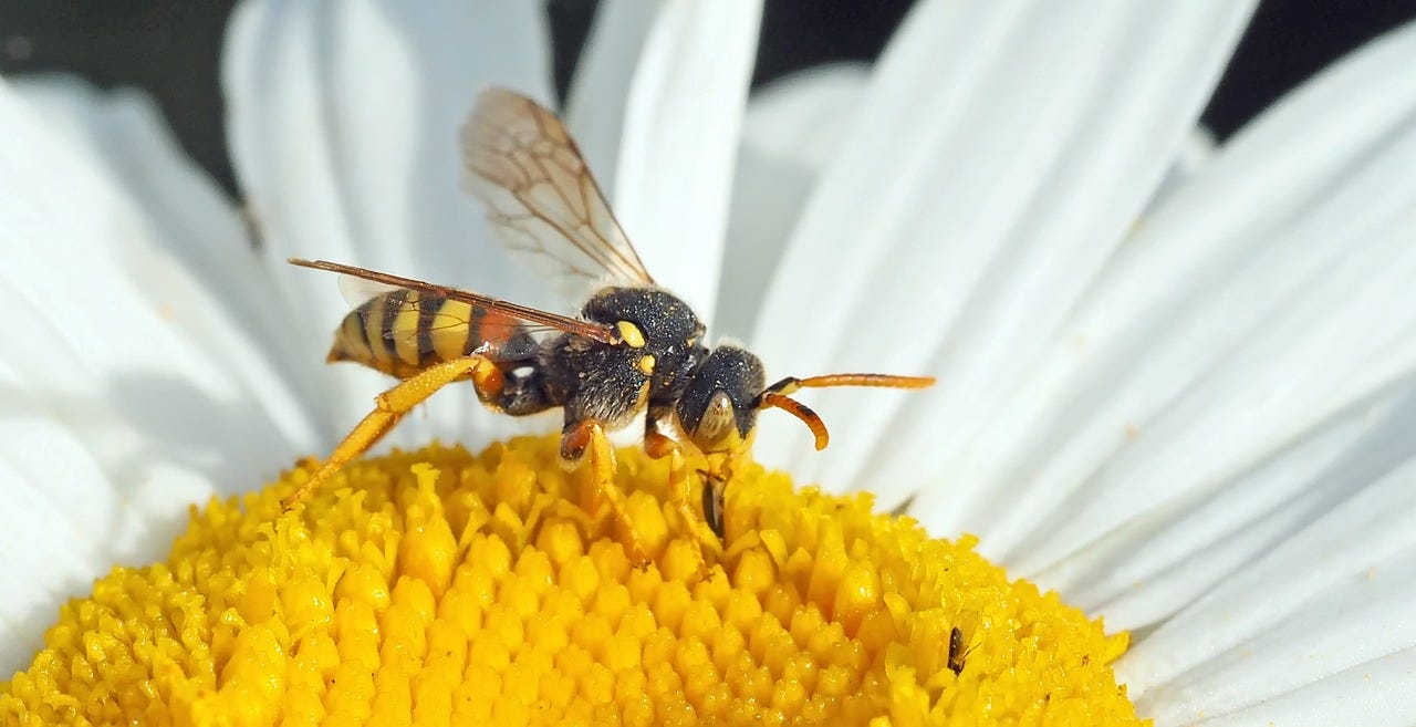 wasps are beneficial wasps are beneficial