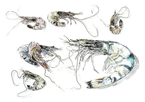 My prawns (sold)