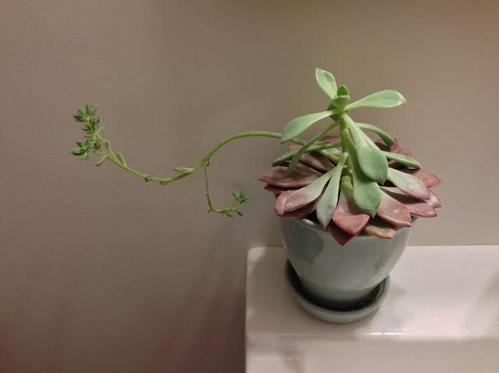 little house in forks calming plant