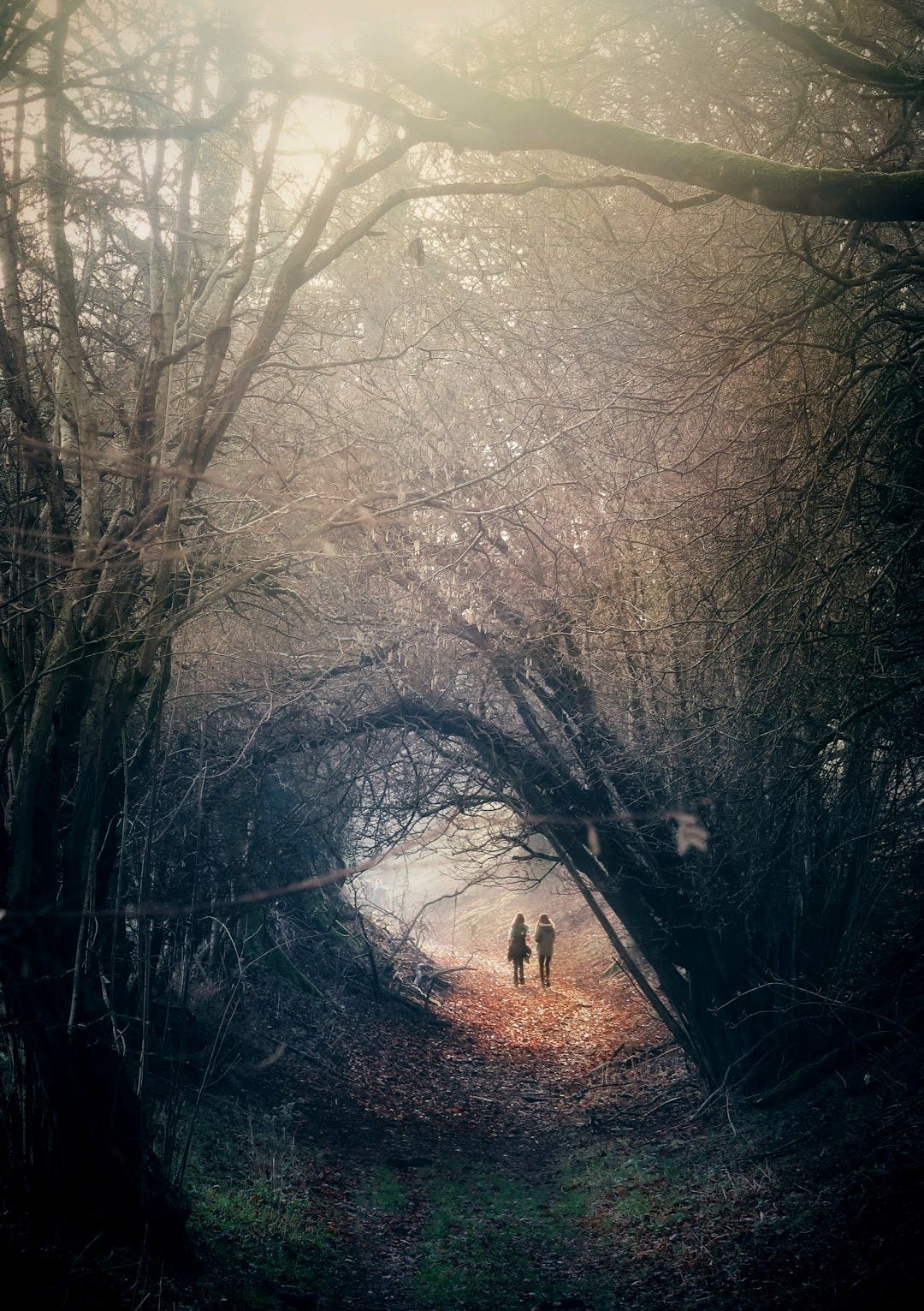 two person walking in between trees two person walking in between trees
