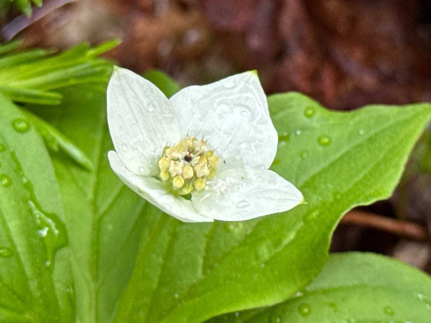 A close-up of a Canadian Bunchberry blossom, with four white petals, in morning dew. A close-up of a Canadian Bunchberry blossom, with four white petals, in morning dew.