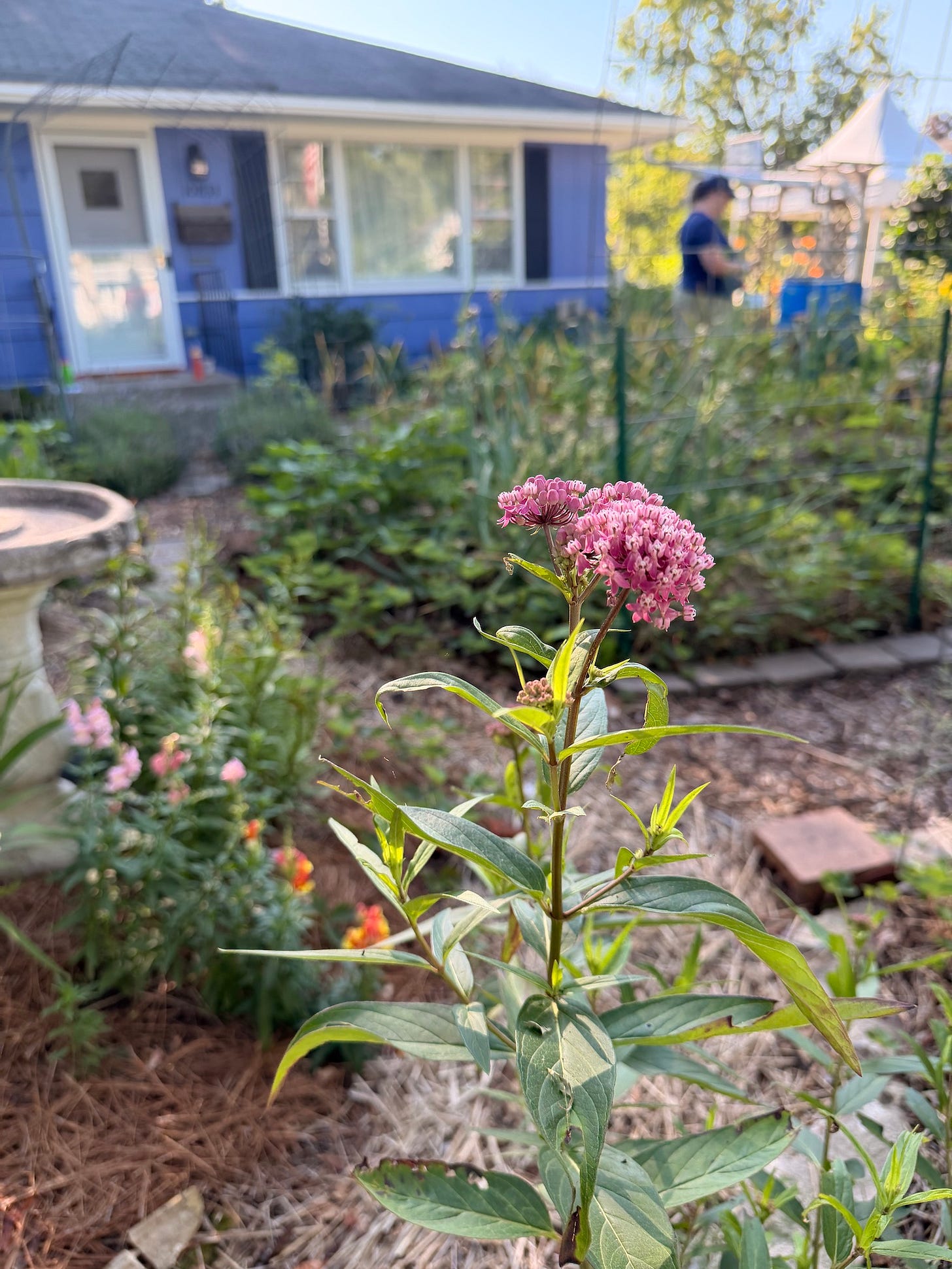 front yard garden