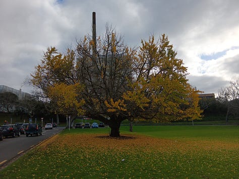 Three photos. 1. Ginkgo bright green and yellow, full of leaves, blue sky. 2. gingko more yellow, the light is dim the sky mostly grey with wisps of blue. 3. ginkgo almost denuded, with yellow pooled at its foot.