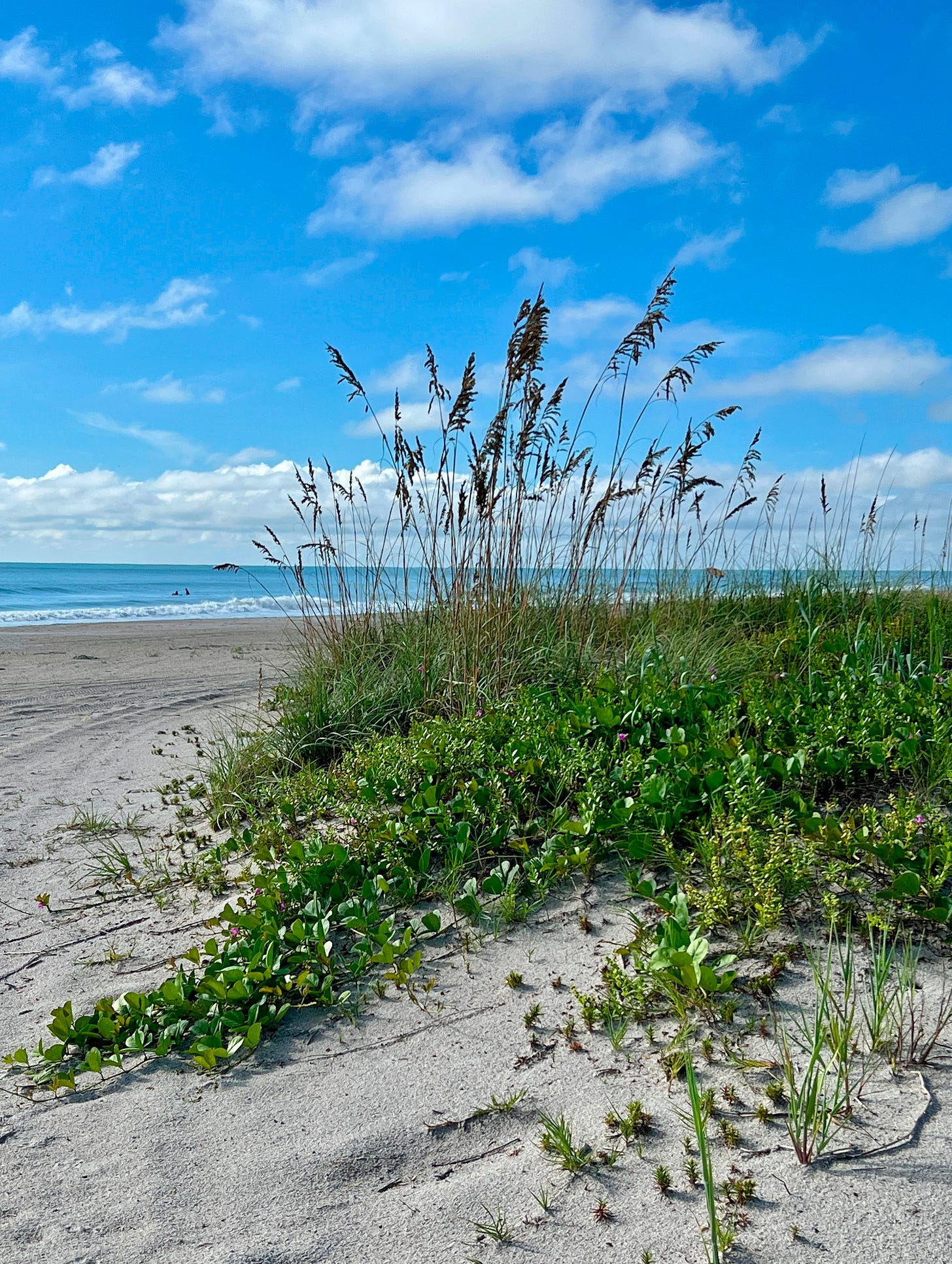 The ocean with the beach and seagrass in the foreground.