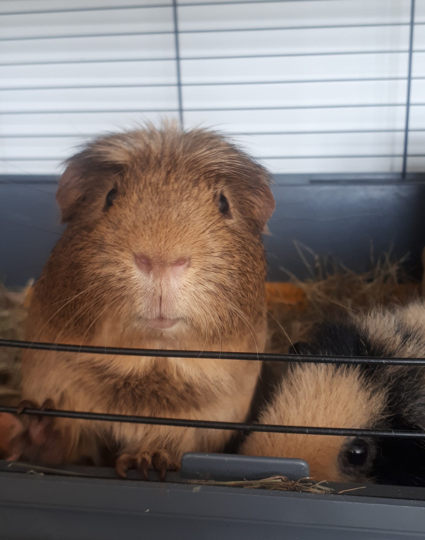 image of a light brown guinea pig with a white crest. He is climbing up the bars of his hutch and poking his head out of the doorway, looking for food and attention. Next to him is a yellow and black guinea pig, though you can only see his eye and ear image of a light brown guinea pig with a white crest. He is climbing up the bars of his hutch and poking his head out of the doorway, looking for food and attention. Next to him is a yellow and black guinea pig, though you can only see his eye and ear