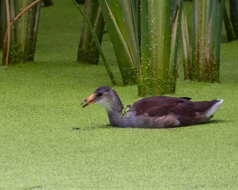 20250918-Sweetwater-158-Edit.jpg 20250918-Sweetwater-158-Edit.jpg