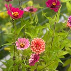 🪷 4 Anti-stress Word-potions