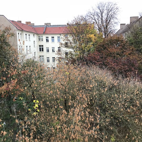 Views of a coffee shop, cats staring at a front-loading German washing machine, a woman in a large rain poncho, a cat sleeping on an induction stove burner, a courtyard filled with flowers, and elaborate stonework facade in Berlin, coffee on a table next to a river, a dutch style bike parked next to a tree with yellow leaves covering the ground and a man in a sofa with three cats cuddled up with him
