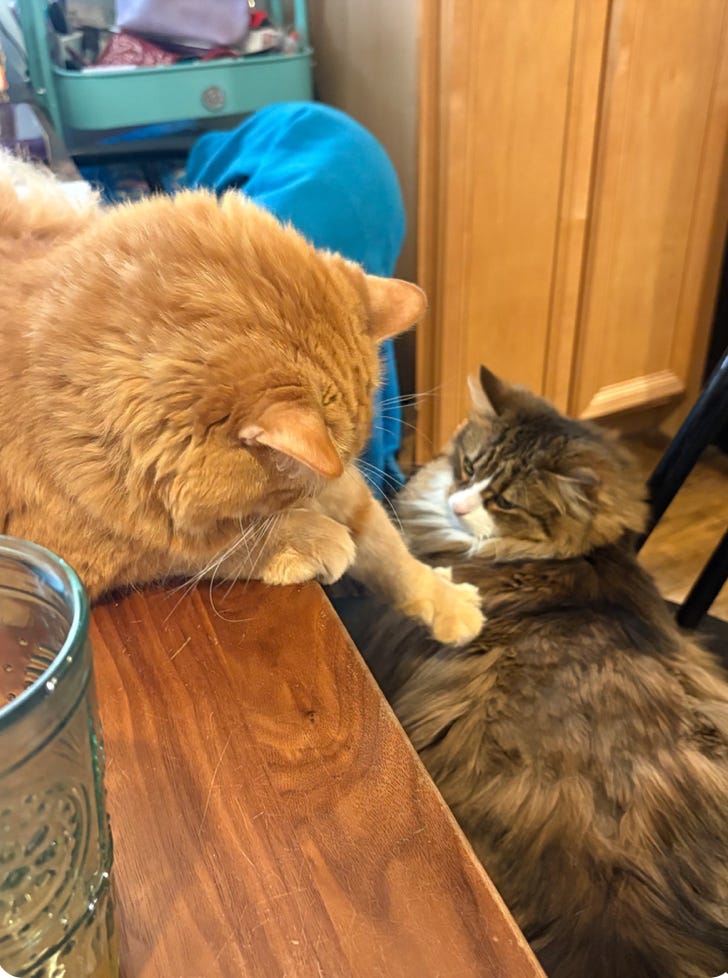 orange floof on table reaching down to bat slightly indignant calico floof on chair