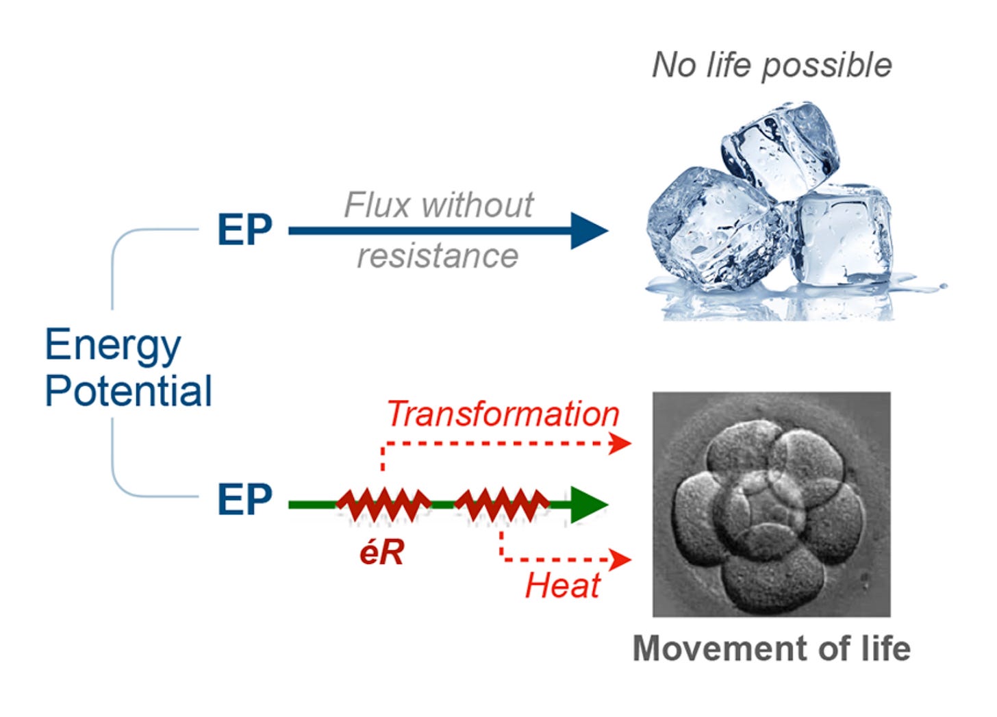 A diagram showing the transformation of energy. According to the ERP, without resistance to energy flux, transformation is not possible. Energy resistance allows for transformation and the dissipation of energy to provide warmth and other conditions required for life. 
