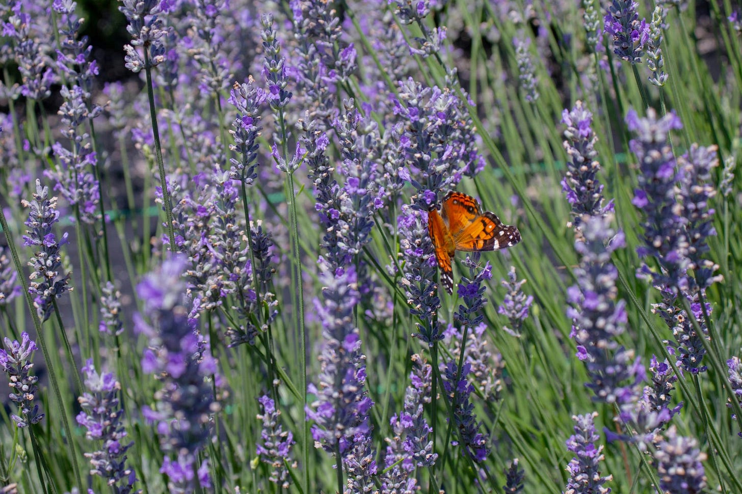 Orange and black butterfly perched on blooming lavender Orange and black butterfly perched on blooming lavender