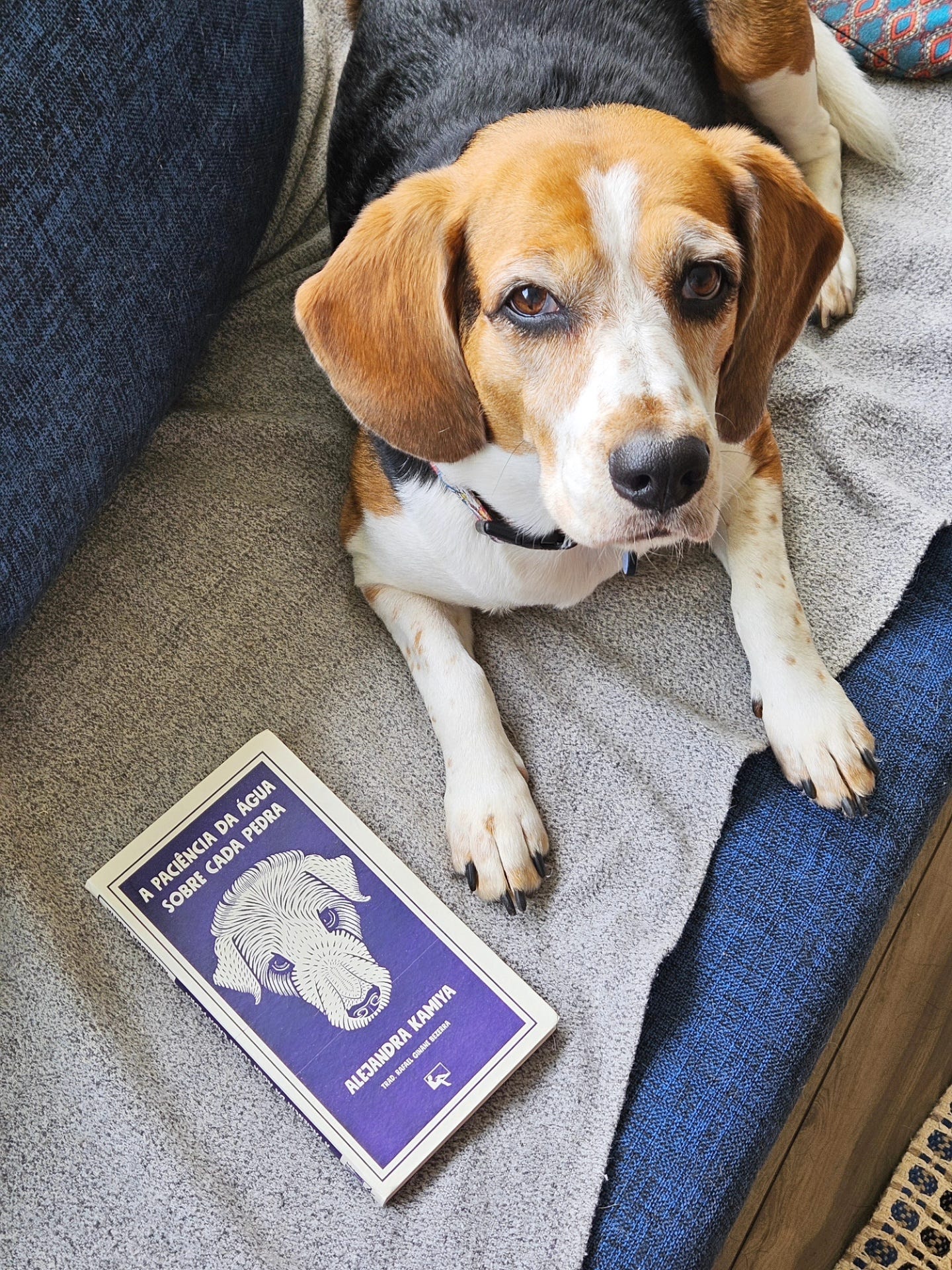 Retrato da minha cachorrinha Ponyo e a capa do livro "A paciência da água sobre cada pedra", com a ilustração de um cachorro.