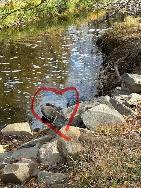 Cottonwood trees, muskrat, and hawk in a suburban park, with blue sky and fields of gold. 