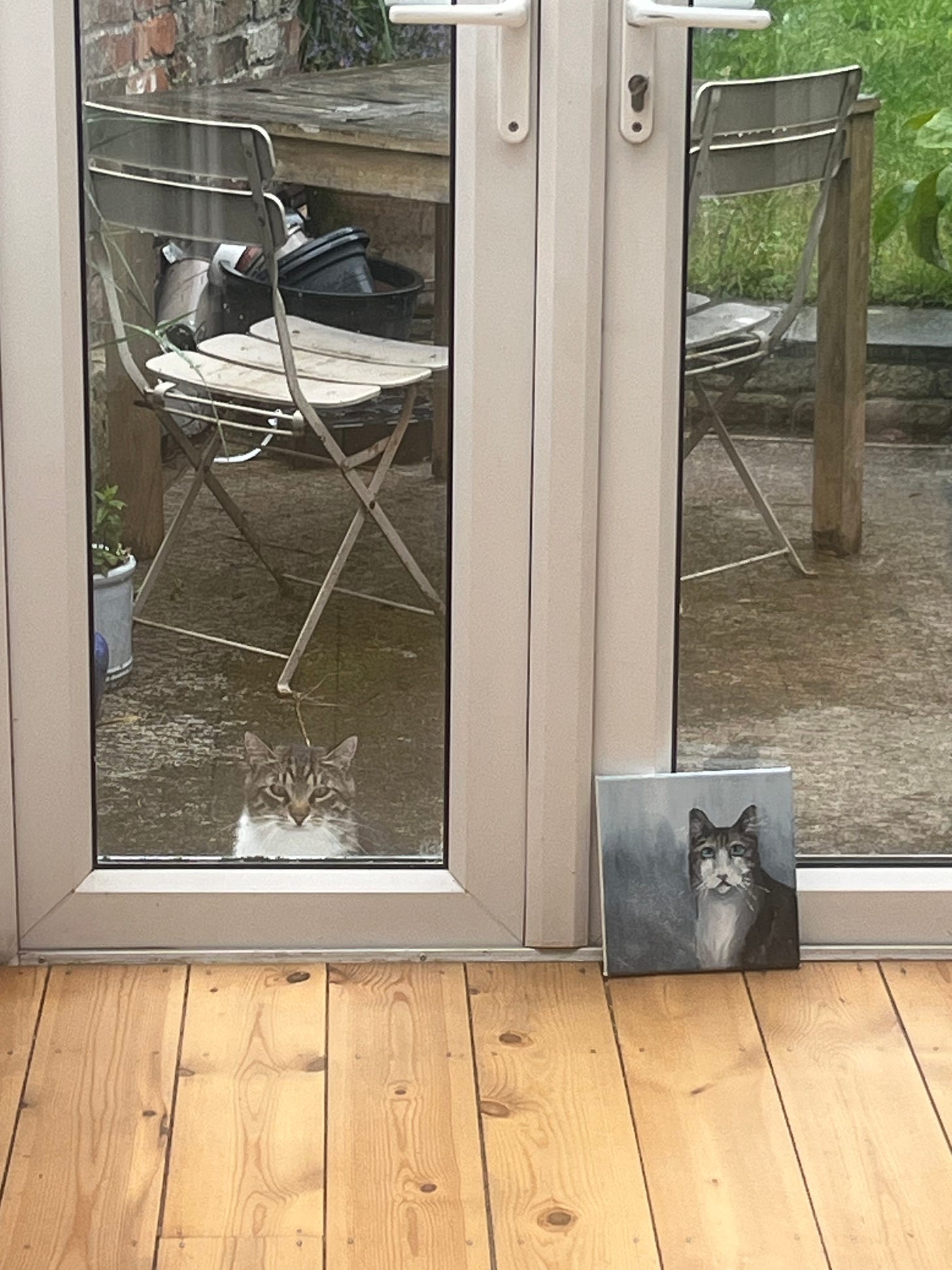 grumpy cat
