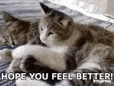 two cats are laying on a bed with the words `` hope you feel better '' written below them . two cats are laying on a bed with the words `` hope you feel better '' written below them .