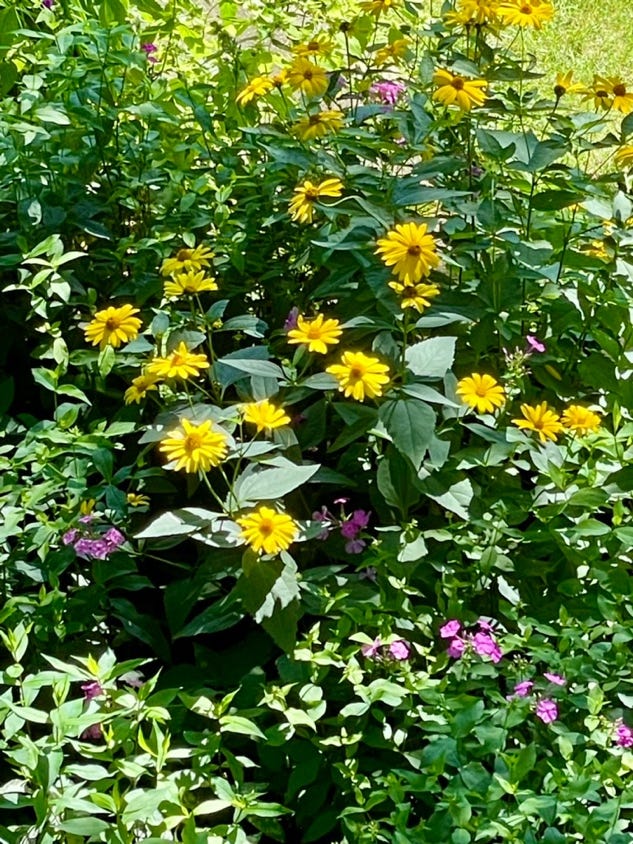 A group of yellow flowers

Description automatically generated