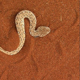 Transformação 🐍