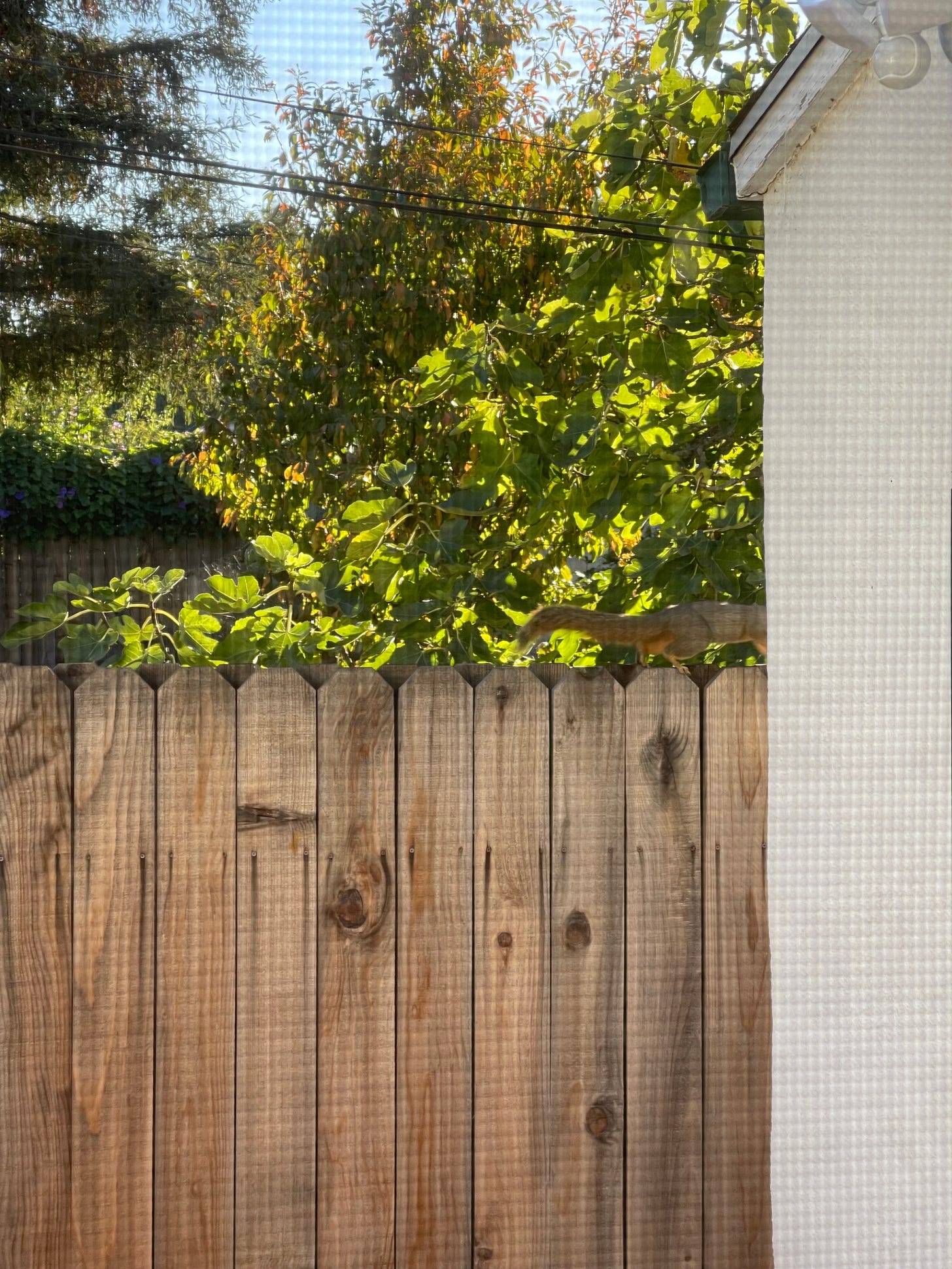 Outdoor scene of trees in the background with a squirrel on a fence in the foreground