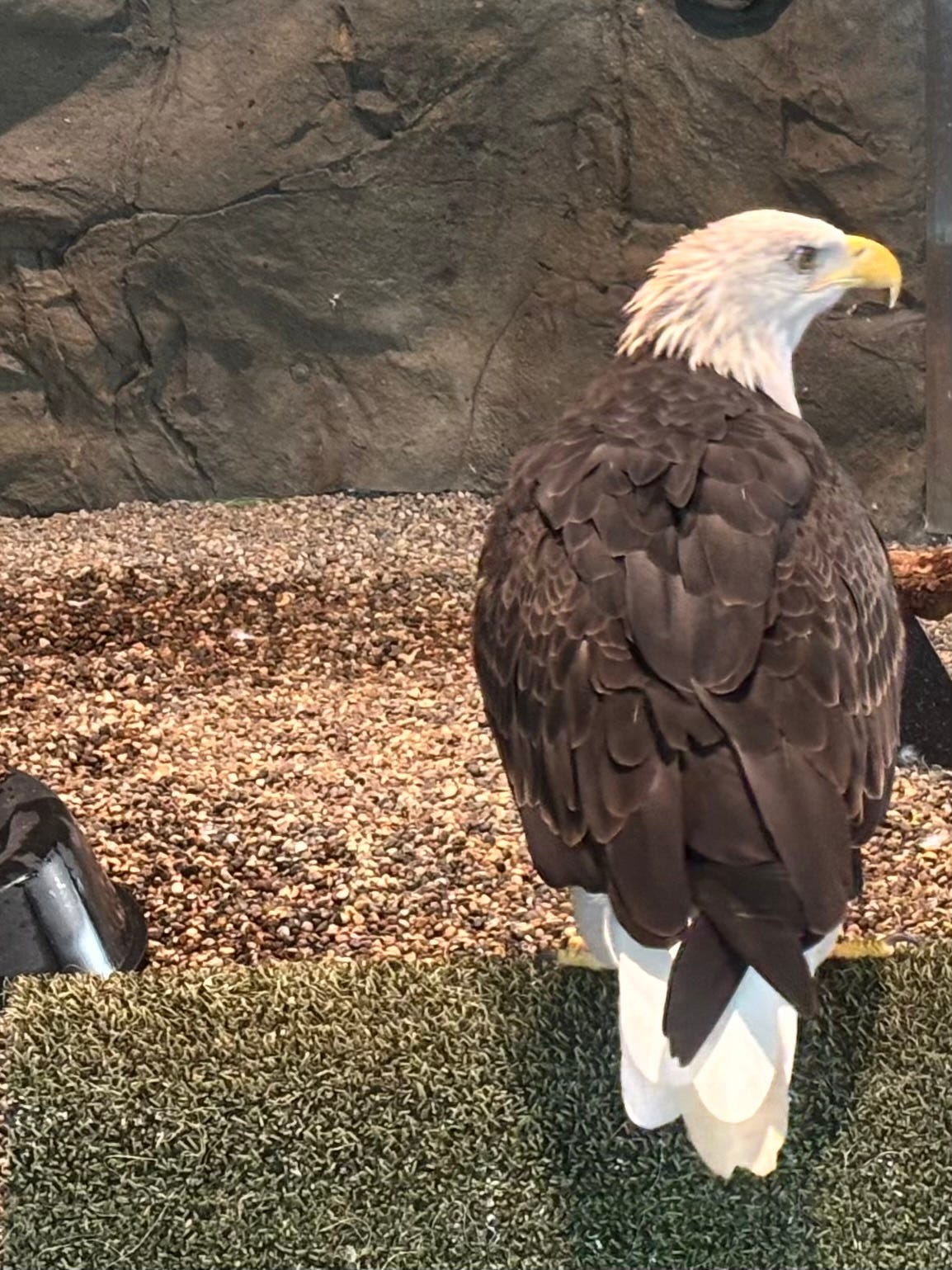 The eagles at the center all had deformities thar wouldn't allow them to survive in the wild