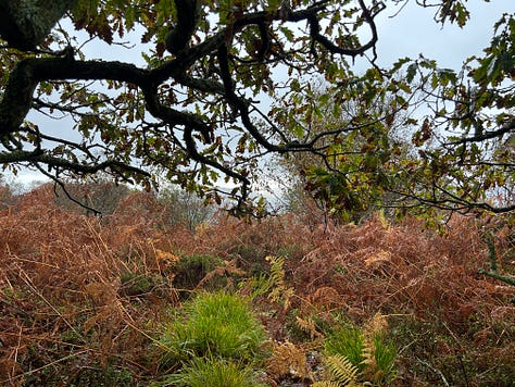 Photographs from Cloanaig Oakwoods, Kintyre
