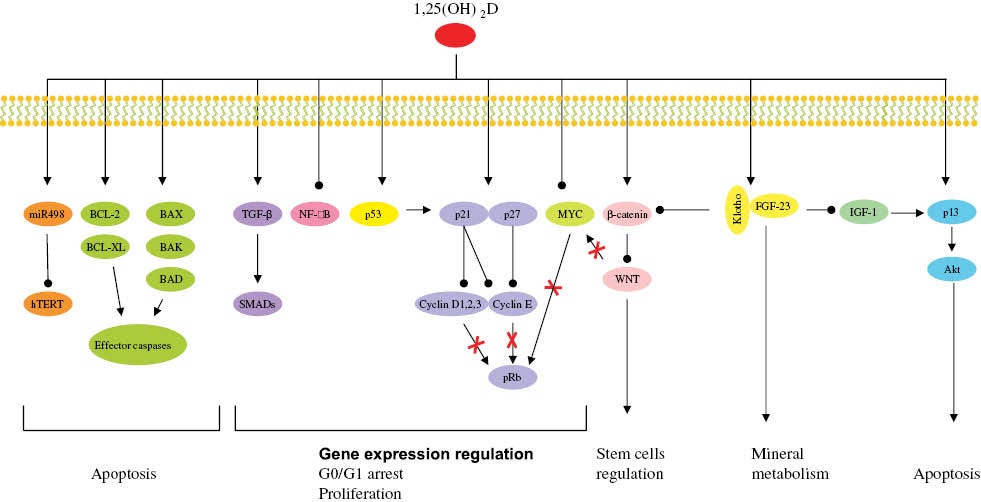 Figure 4: Vitamin D involvement in cellular aging and telomere biology.Vitamin D influences several pathways involved in the regulation of cell growth, proliferation (TGF-β, NF-kB, p53, p21, p27 and MYC), apoptosis (hTERT, BCL-2, BCL-XL, BAX, BAK, BAD and p13), stem cell regulation (Wnt), mineral metabolism (Klotho-FGF-23). Modified from Deeb et al. [79].
