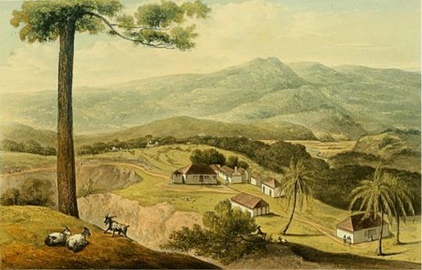 Jamaica Plantation Management 1750-1850 | A Tour of Jamaica's Great Houses,  Plantations, & Pens