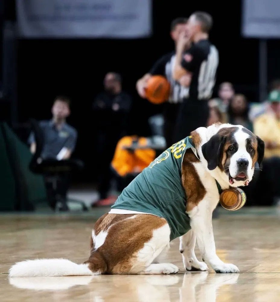 A St. Bernard in a t-shirt with its little barrel collar sitting on a basketball court A St. Bernard in a t-shirt with its little barrel collar sitting on a basketball court