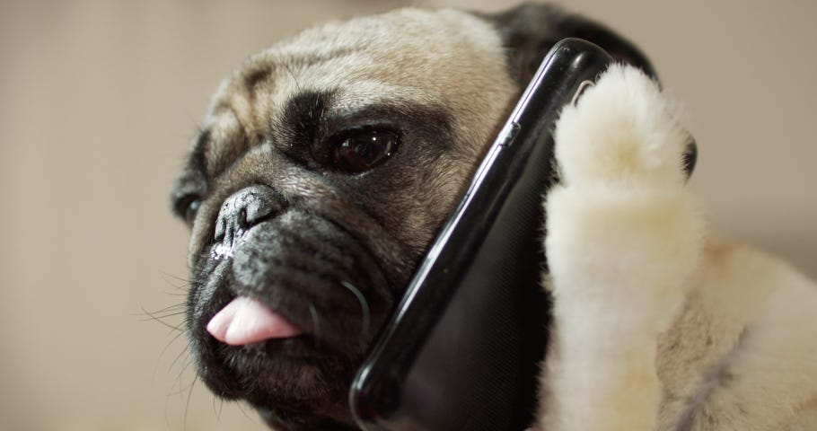 funny pug dog talking on phone Stock Footage Video (100% Royalty-free ...