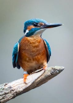 A brightly colored bird with a specially shaped beak. A brightly colored bird with a specially shaped beak.
