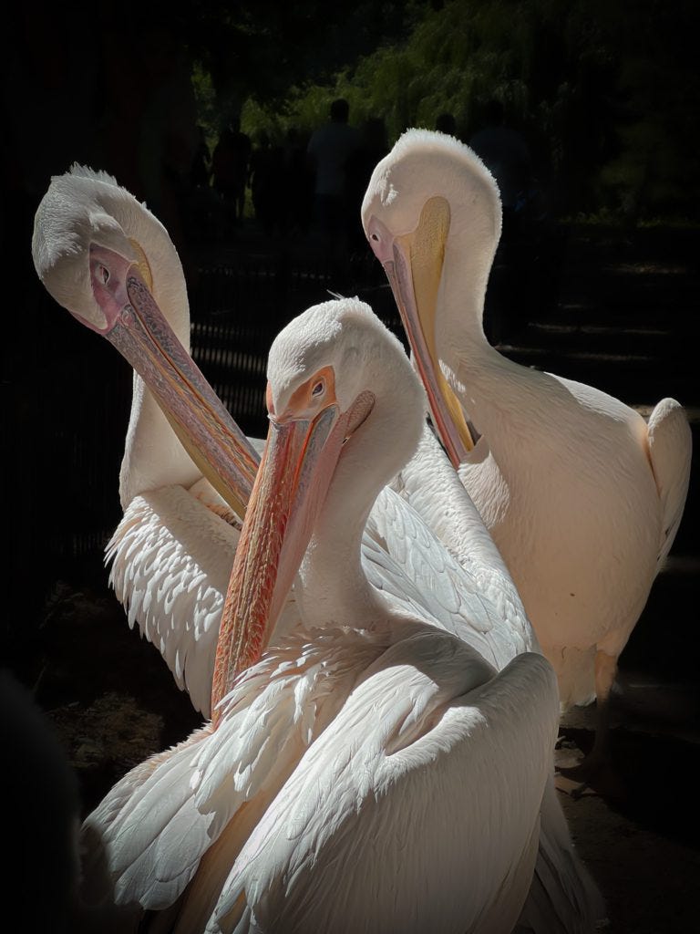 Three majestic white pelicans preening their feathers in a sunlit enclosure, surrounded by blurred silhouettes of people.