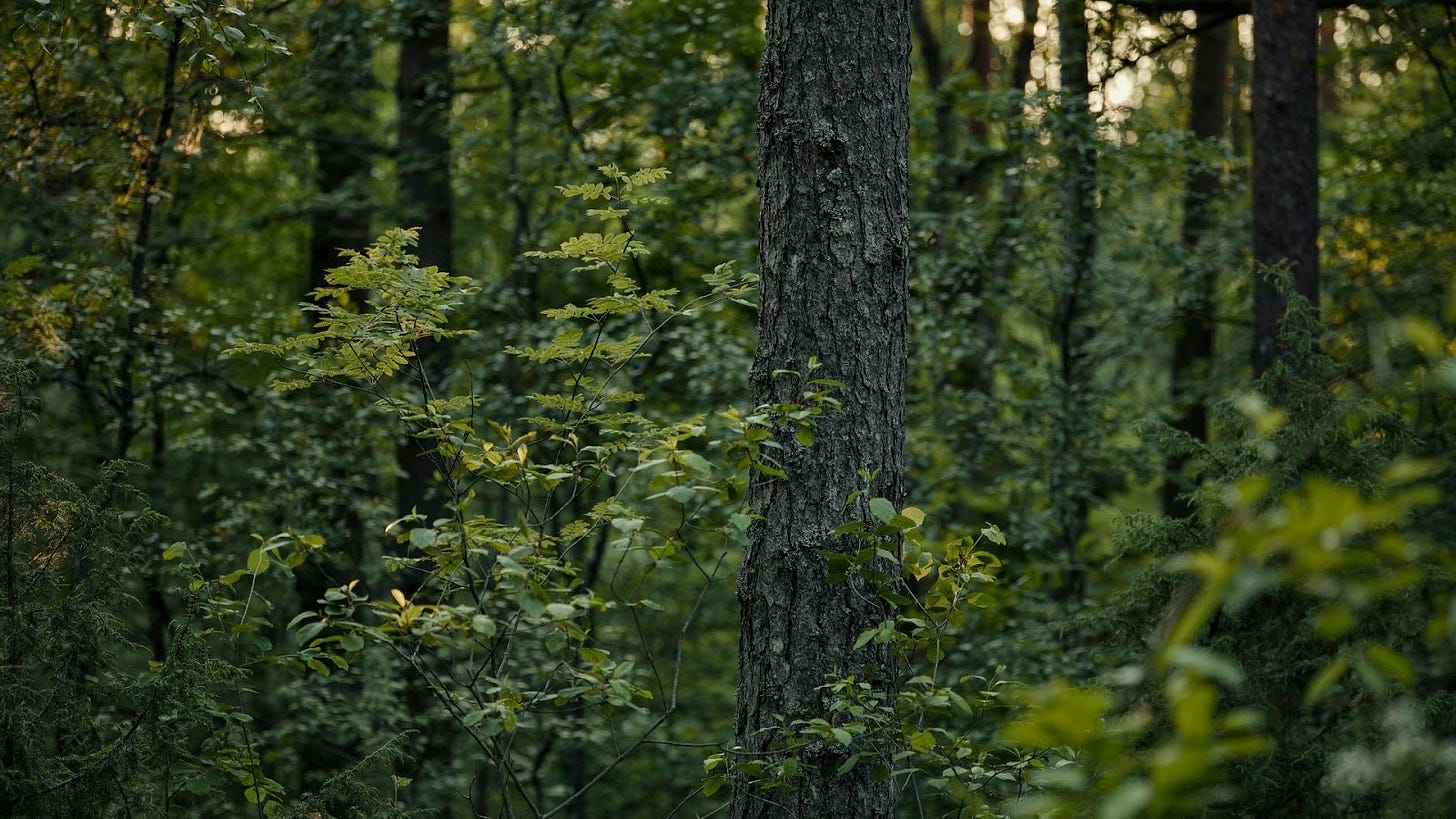 The TFFF at six months: Govs share status update in D.C.