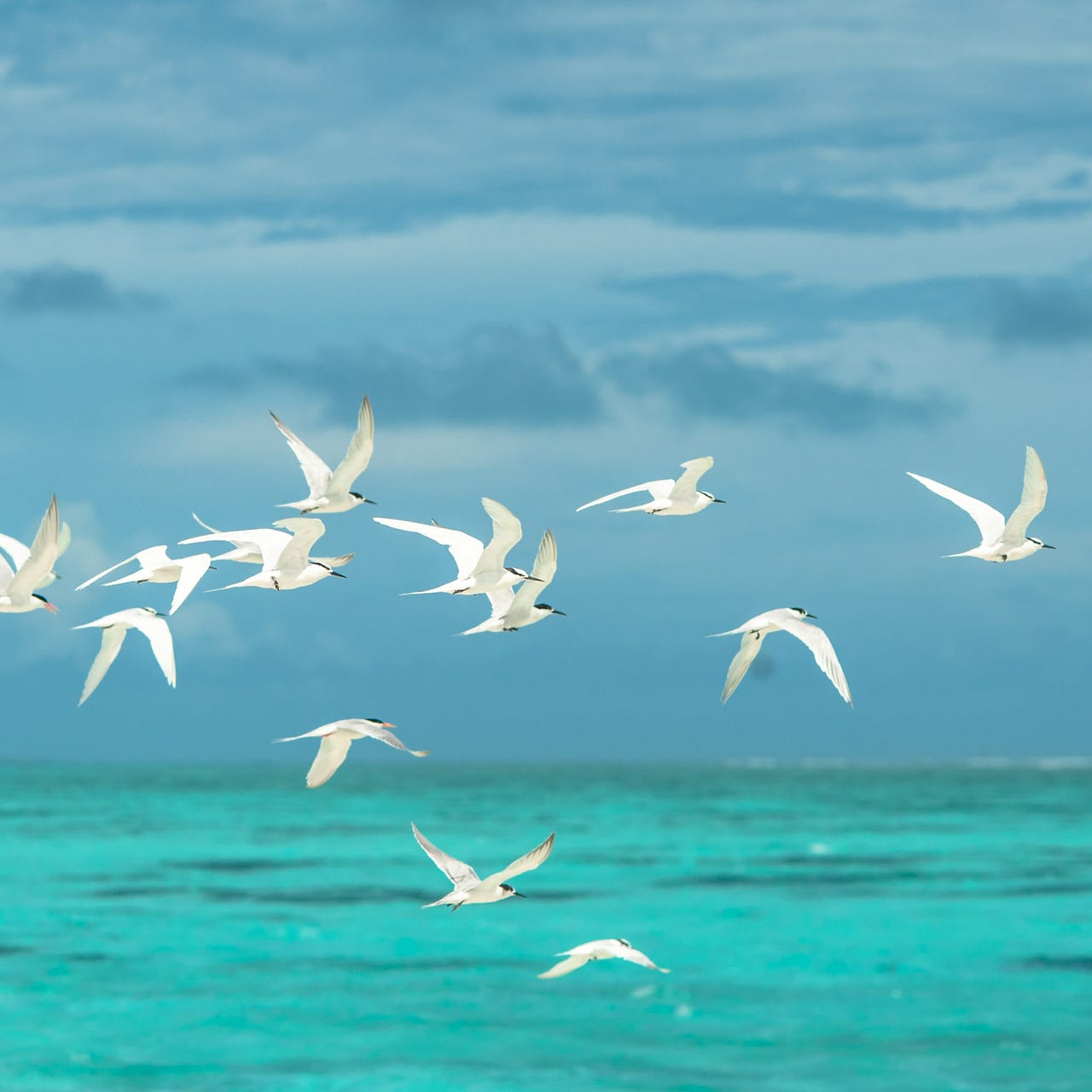 Anastasia’s AdVANtures...CAREaVan!