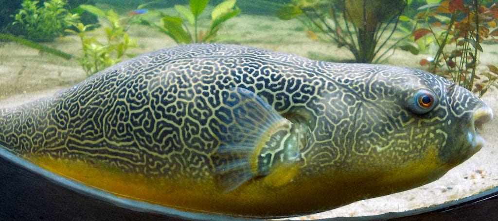 Adult Mbu pufferfish Adult Mbu pufferfish