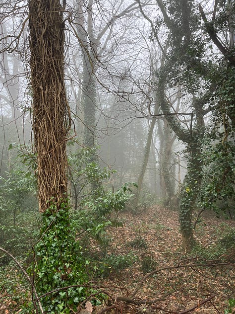London park walks in foggy and sunny days