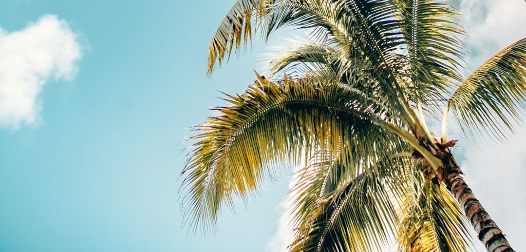 green coconut trees green coconut trees