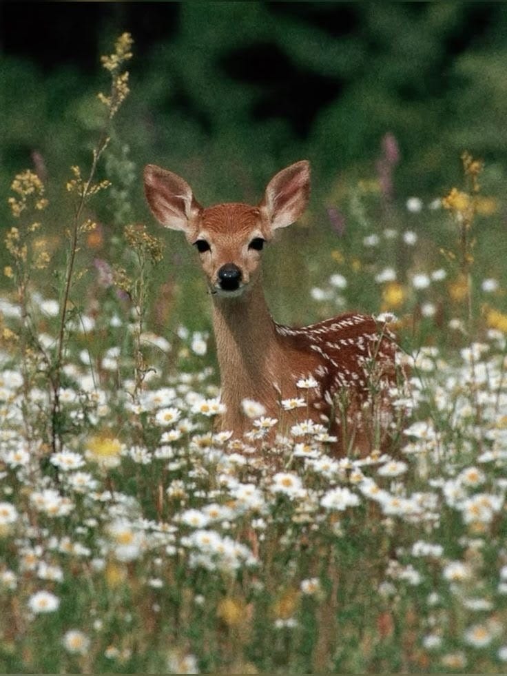 This may contain: a small deer standing in a field of flowers