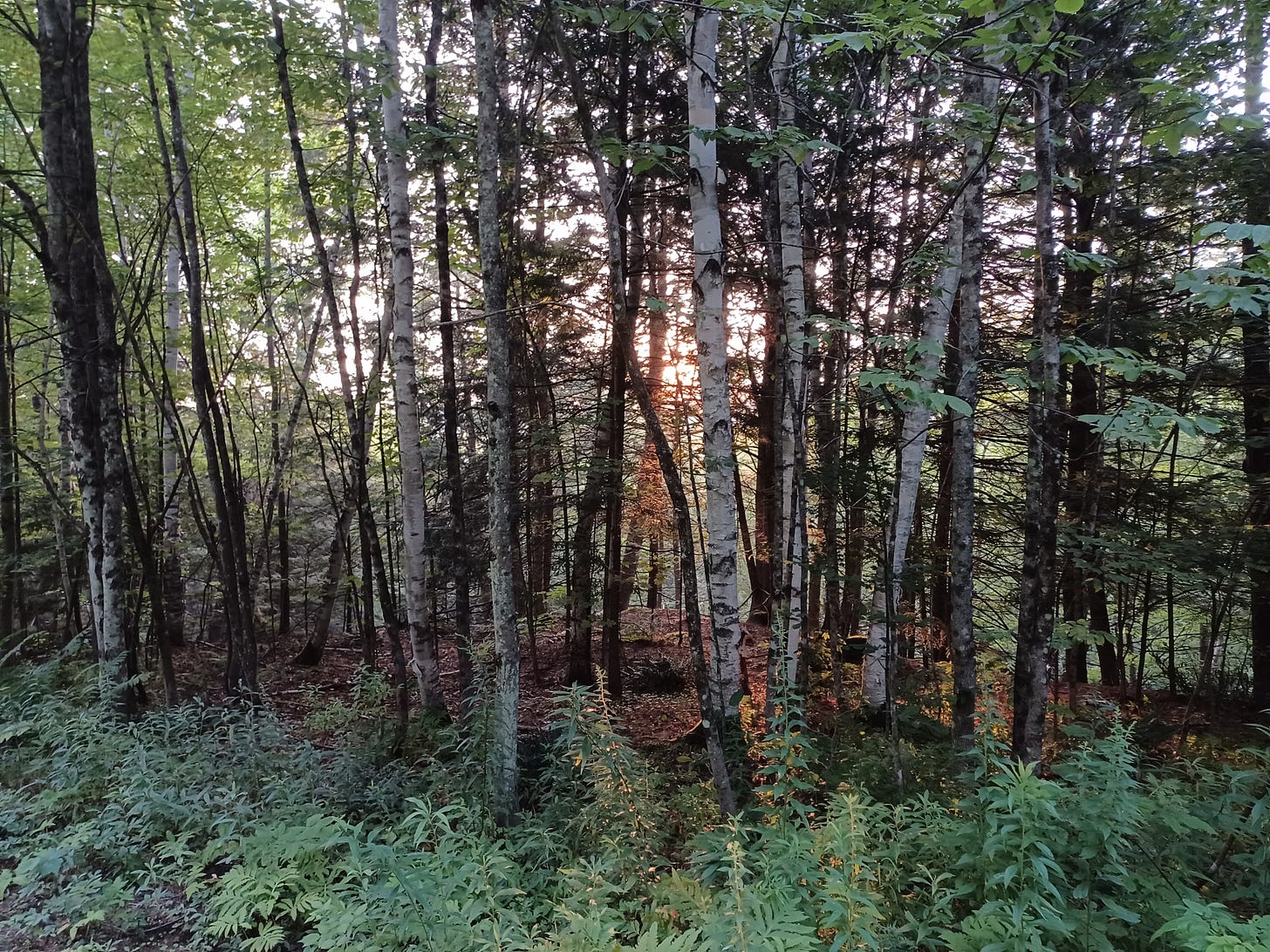 Birches, maples and other trees in Ludlow, VT