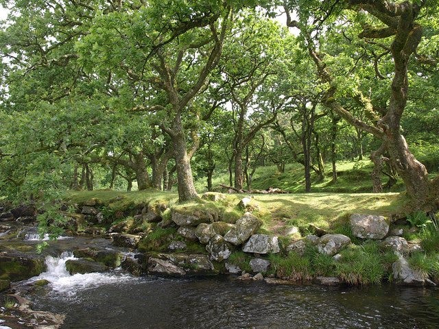 copse
