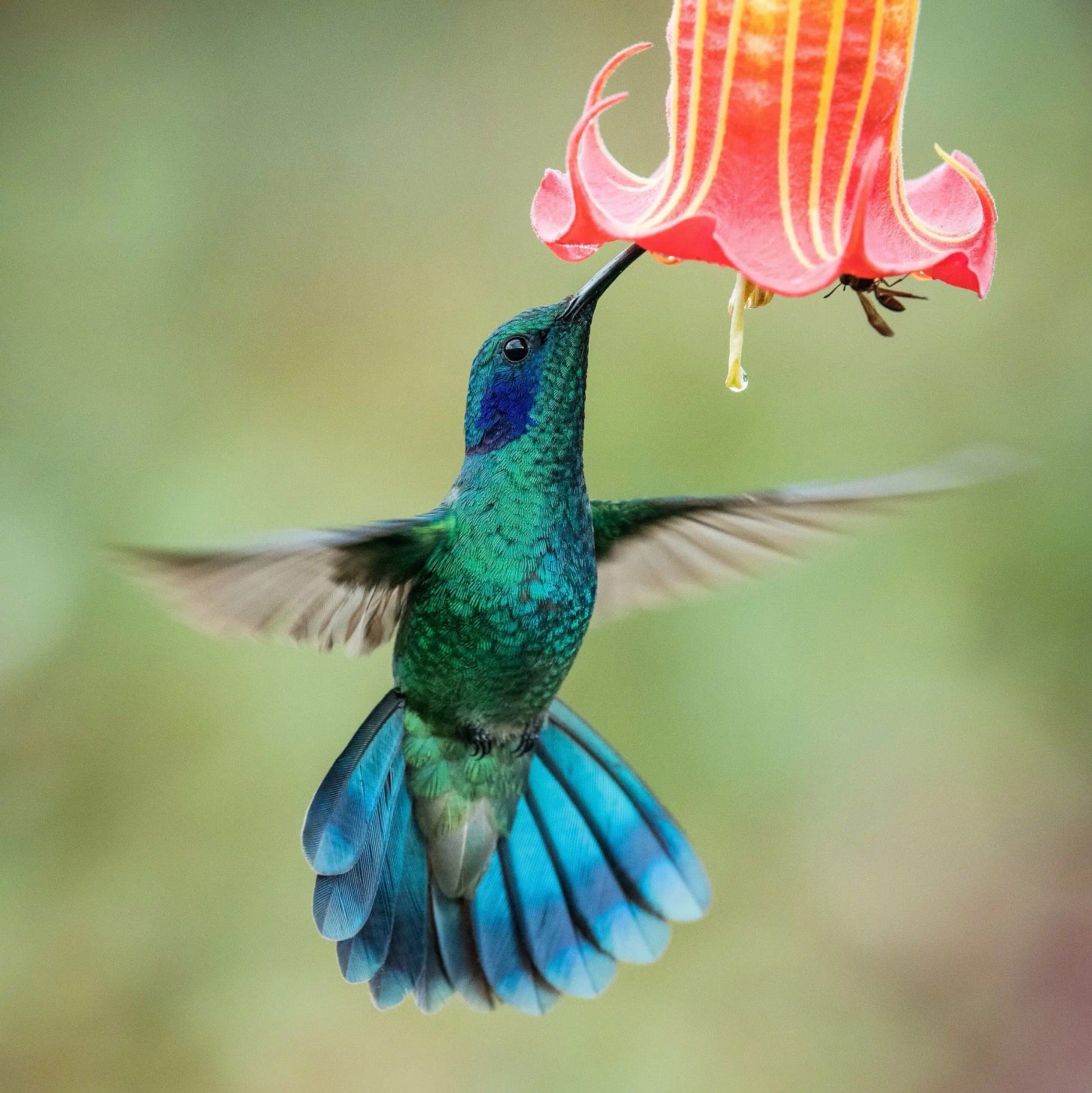 5 Species Of Hummingbirds In Iowa – Picture And ID Guide
