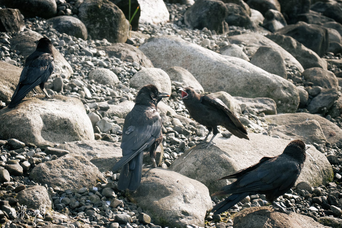 A photo of Fabian perched on some rocks with some food in his mouth. A younger juvenile crow, one of his fledglings, has its wings out and mouth open begging for food. Two more crows are resting in frame.