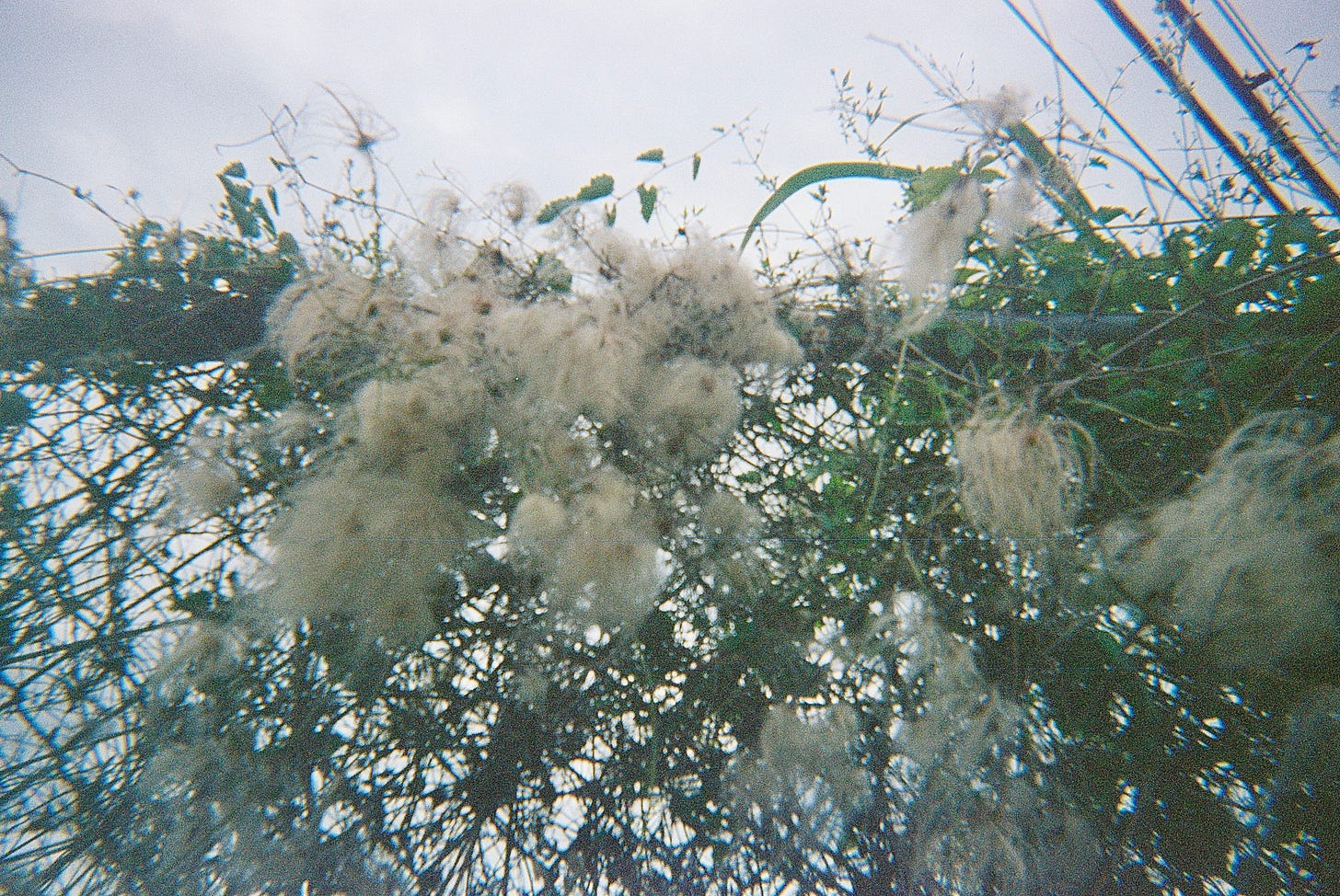 Film photo of old man's beard on chain link