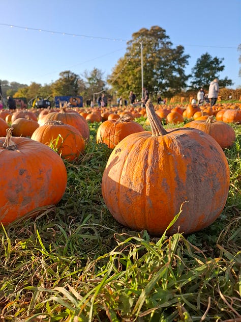 Pumpkins at the pumpkin patch