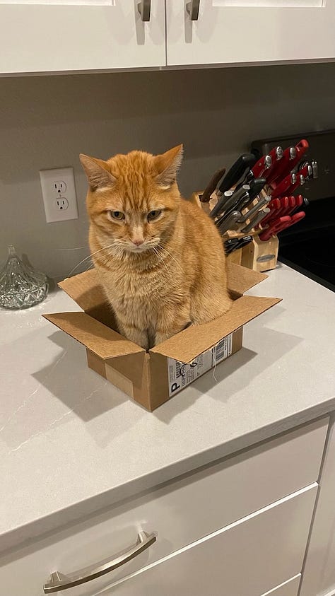 3 photos of cats