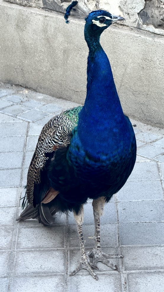 Capture d’écran 2026-03-15 à 16.01.23.png Capture d’écran 2026-03-15 à 16.01.23.png